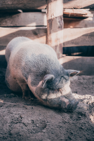 A large white pig on the farmの写真素材