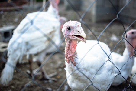 Large white turkeys behind the grid on a rural farmの写真素材