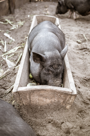 Black Vietnamese pigs on the farmの写真素材