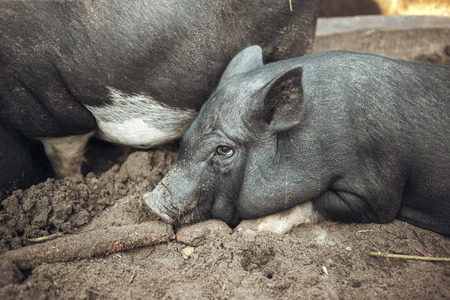 Black Vietnamese pigs on the farmの写真素材