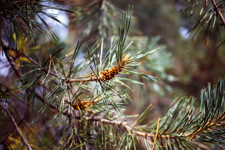 Young pine cones and green needlesの写真素材