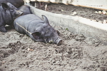 A little black pig is lying on the ground in a pigstyの写真素材