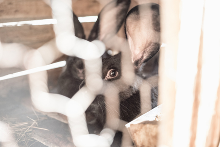 Rabbit in the cage. Breeding of domestic animals.の写真素材