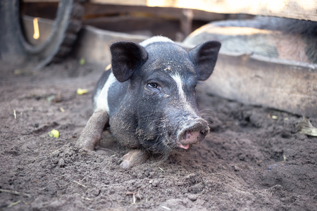 A little black pig is lying on the ground in a pigstyの写真素材