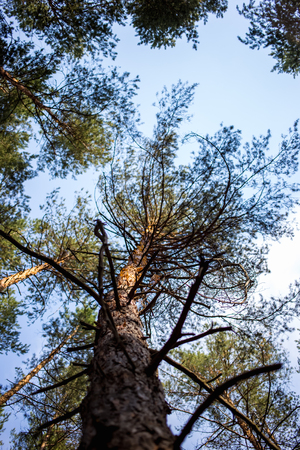 Bottom view of trees in pine forest in summertimeの写真素材