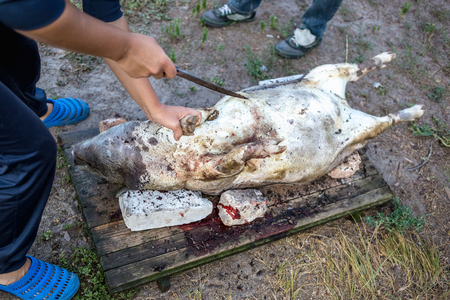 Burning a domestic pig before cutting. Removal of pig hair.の写真素材