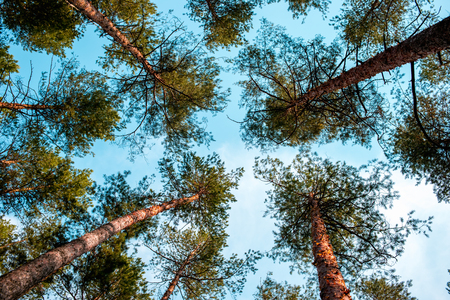 Bottom view of trees in pine forest in summertimeの写真素材