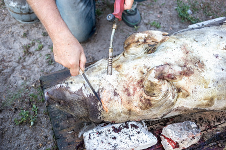 Burning a domestic pig before cutting. Removal of pig hair.の写真素材