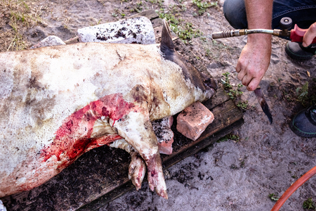 Burning a domestic pig before cutting. Removal of pig hair.の写真素材