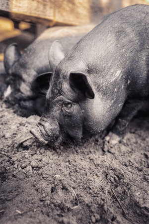 Black Vietnamese pigs on the farmの写真素材