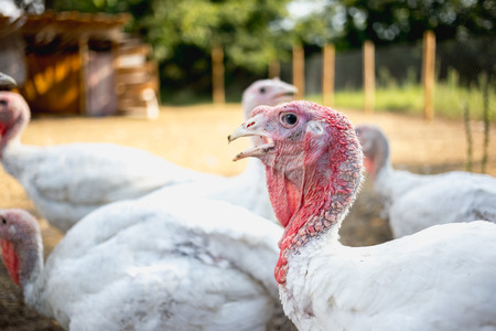 White turkeys on the farmの写真素材