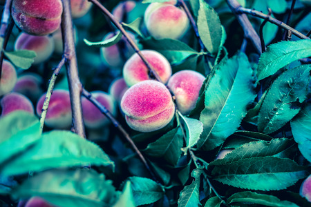 Beautiful ripe peaches on a treeの写真素材