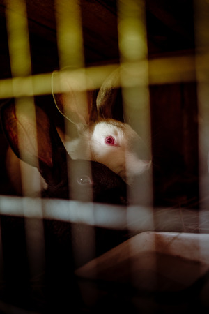Rabbit in the cage. Breeding of domestic animals.の写真素材