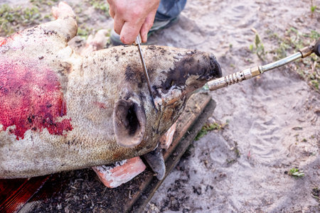 Burning a domestic pig before cutting. Removal of pig hair.の写真素材
