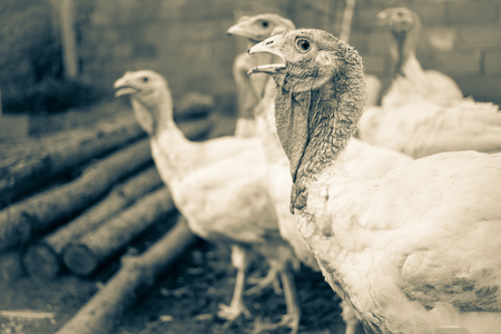 White turkeys on the farmの写真素材