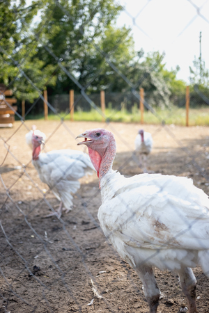 White turkeys on the farmの写真素材