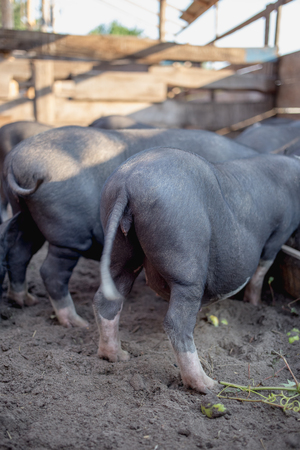 Black Vietnamese pigs on the farmの写真素材
