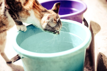 Red cat drinking water from an old plastic bucketの写真素材