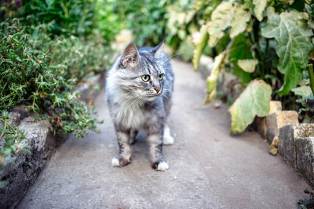 Portrait of a beautiful gray cat with green eyes in the countryside