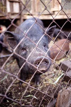 Pig on the farm behind the metal meshの写真素材