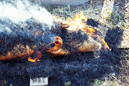 Burning pig hair off with dry straw before the butchering.の写真素材