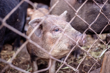 Pig on the farm behind the metal meshの写真素材