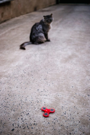 Red fidget spinner and gray cat.の写真素材