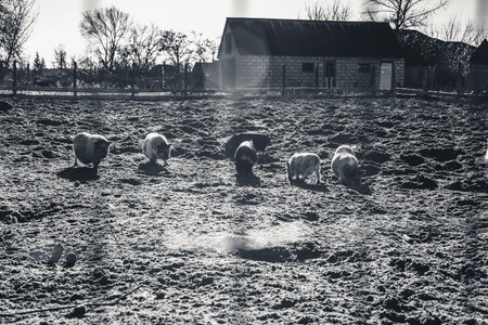 Vietnamese Pigs. Marble breed. Monochrome old style photo.の写真素材
