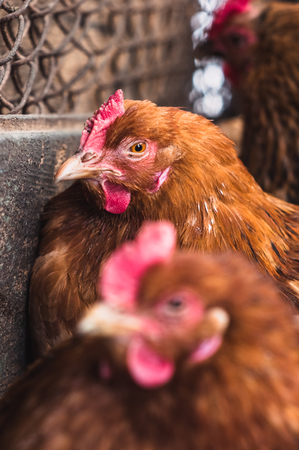 Chickens on the farm. Toned, style, color photo.の写真素材