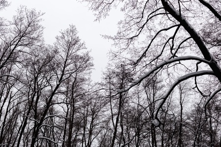 Trees in the winter forest.の写真素材