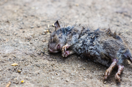 The dead rat lies on the ground.の写真素材