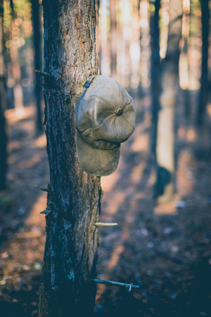 Old hat on the branch in the pine forest.の写真素材