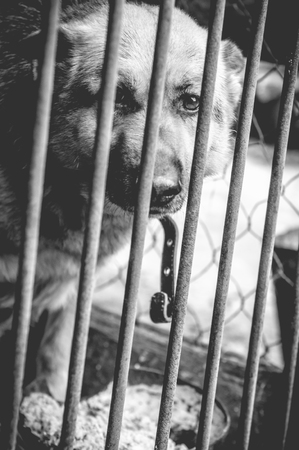 A big sad shepherd in an old aviary. Monochrome photo.の写真素材
