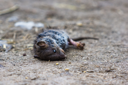 The dead rat lies on the ground.の写真素材