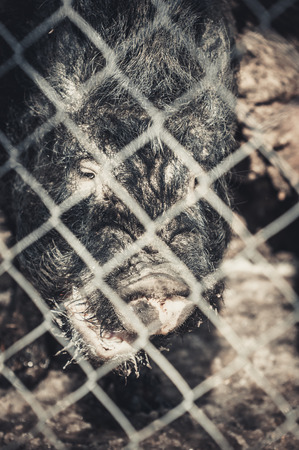 Vietnamese pig behind a mesh fence on a farm.の写真素材