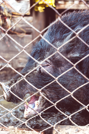 Vietnamese pig behind a mesh fence on a farmの写真素材