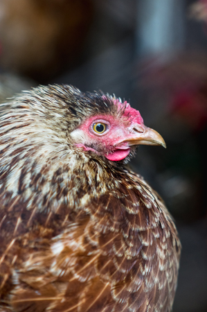 Chickens on the farm. Toned, style, color photoの写真素材