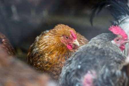 Chickens on the farm. Toned, style, color photoの写真素材