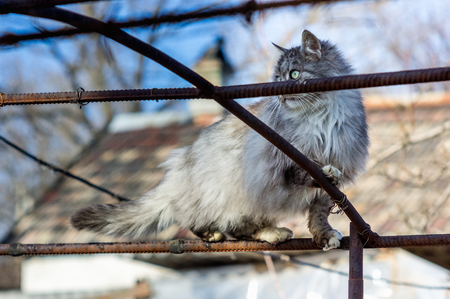 Portrait of a gray rural catの写真素材
