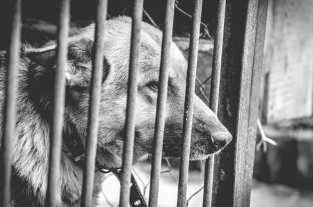 A big sad shepherd in an old aviary. Monochrome photo.の写真素材