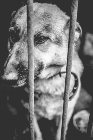 A big sad shepherd in an old aviary. Monochrome photo.の写真素材