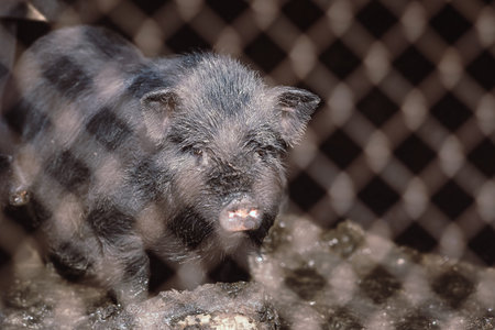 Small Vietnamese pigs on the farm