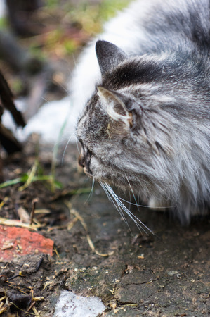 Portrait of a gray rural catの写真素材