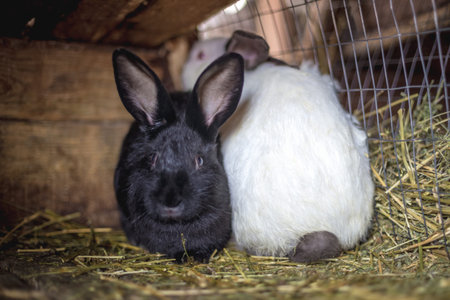 Rabbit in the cage. Breeding of domestic animalsの写真素材