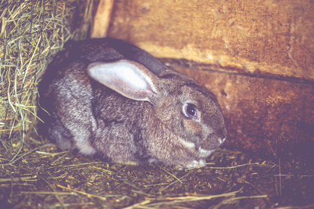 Rabbit in the cage. Breeding of domestic animalsの写真素材