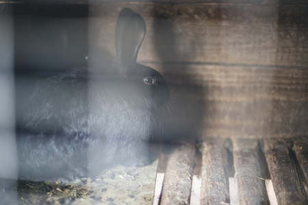 Rabbit in the cage. Breeding of domestic animalsの写真素材