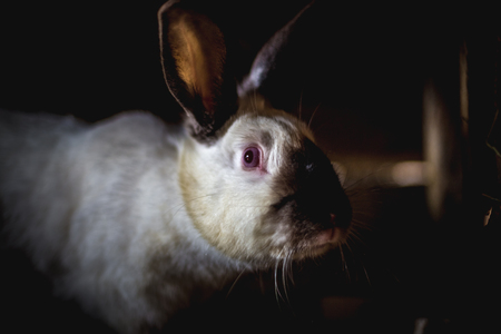 Rabbit in the cage. Breeding of domestic animalsの写真素材