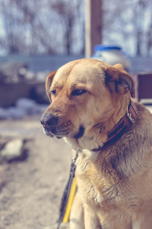 Portrait of a big beautiful dog with a collar on a leash.の写真素材
