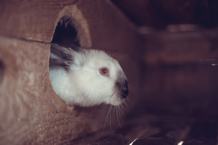 Rabbit in the cage. Breeding of domestic animalsの写真素材