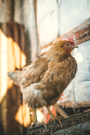Chickens on the farm. Toned, style, color photoの写真素材
